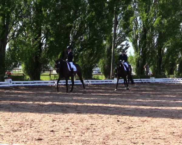 Reitturnier Hamm-Rhynern 2019