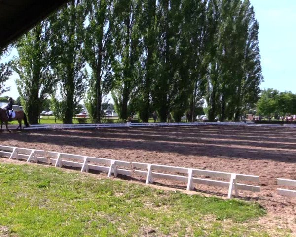 Reitturnier Hamm-Rhynern 2019