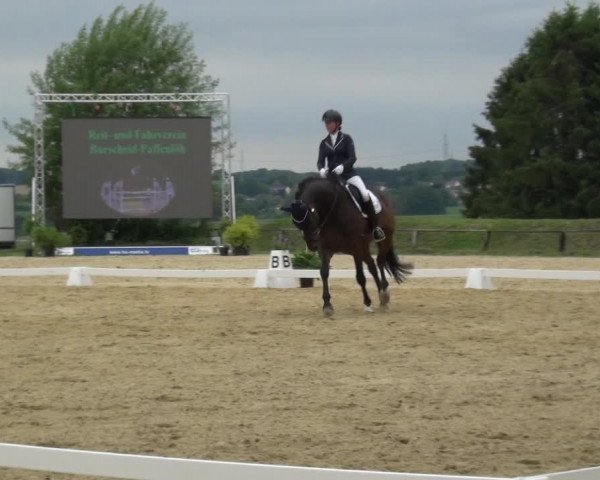 Reitturnier Burscheid-Paffenlöh 2019