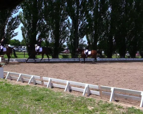 Reitturnier Hamm-Rhynern 2019
