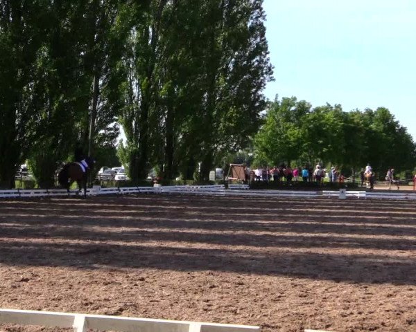 Reitturnier Hamm-Rhynern 2019