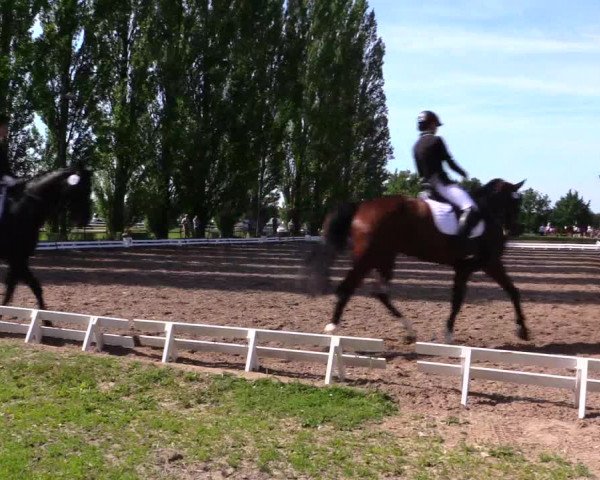 Reitturnier Hamm-Rhynern 2019