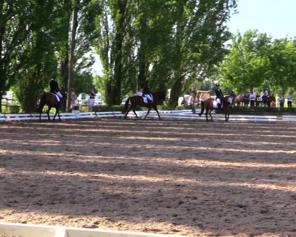 Reitturnier Hamm-Rhynern 2019