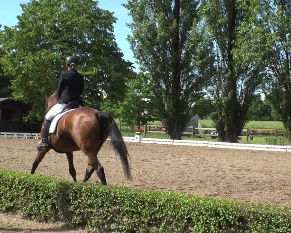 Reitturnier Hamm-Rhynern 2019