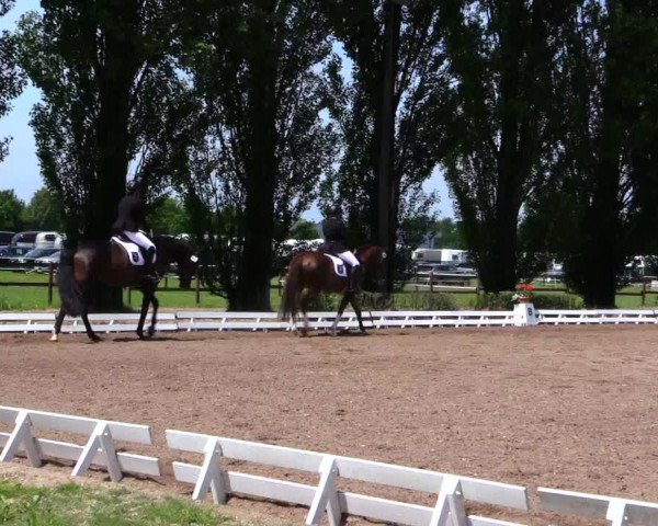 Reitturnier Hamm-Rhynern 2019