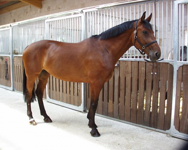 broodmare Adis-Abeba (Hanoverian, 1993, from Libero H)