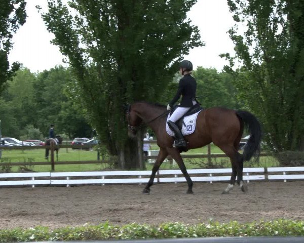 Reitturnier Hamm-Rhynern 2019
