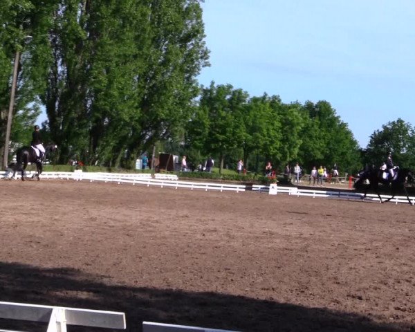 Reitturnier Hamm-Rhynern 2019