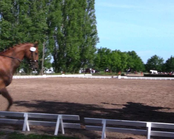 Reitturnier Hamm-Rhynern 2019