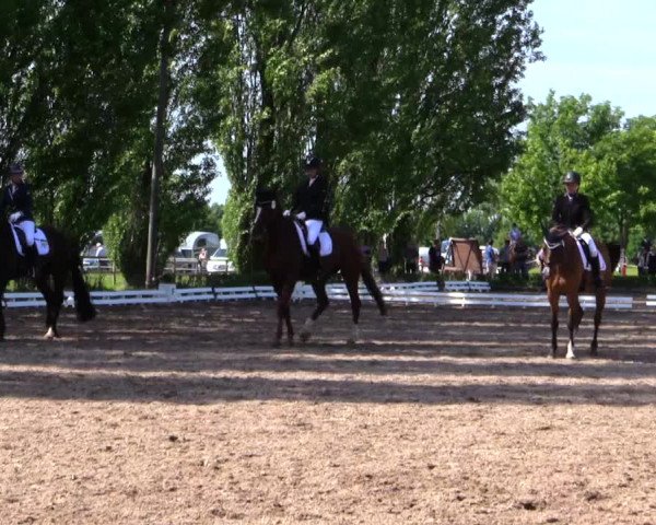 Reitturnier Hamm-Rhynern 2019