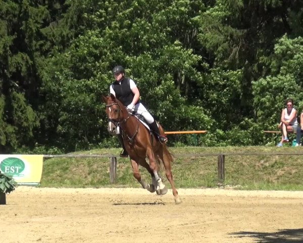 Reitturnier Burscheid-Paffenlöh 2019