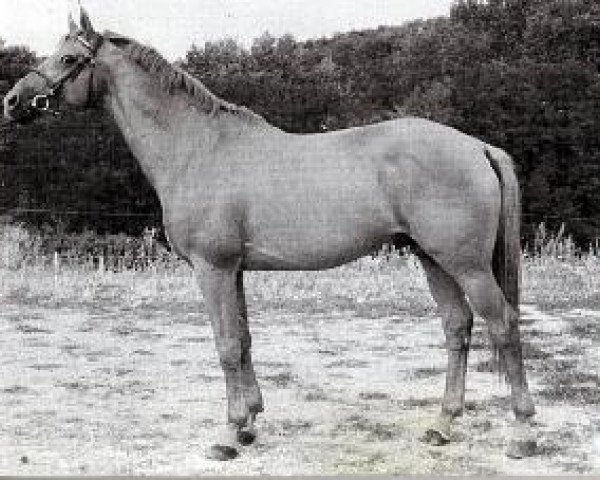 stallion 2442 Verőcemaros Ozora Árvácska-82 (Kisber-Felver, 1987, from 5631 Ozora Árvácska-4) stallion 2442 Verőcemaros Ozora Árvácska-82 (Kisber-Felver, 1987, from 5631 Ozora Árvácska-4)