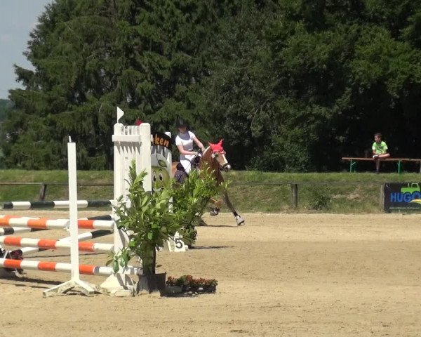 Reitturnier Burscheid-Paffenlöh 2019