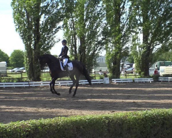 Reitturnier Hamm-Rhynern 2019