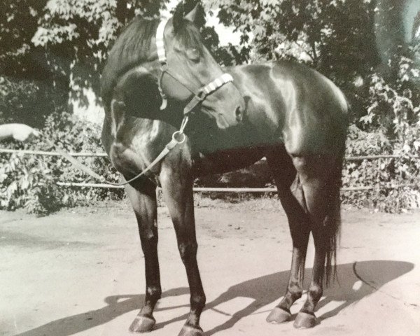 horse Robin xx (Thoroughbred, 1981, from Zigeunersohn xx)