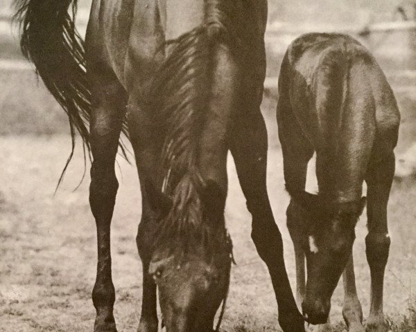 broodmare Reseda xx (Thoroughbred, 1964, from Asterios xx)