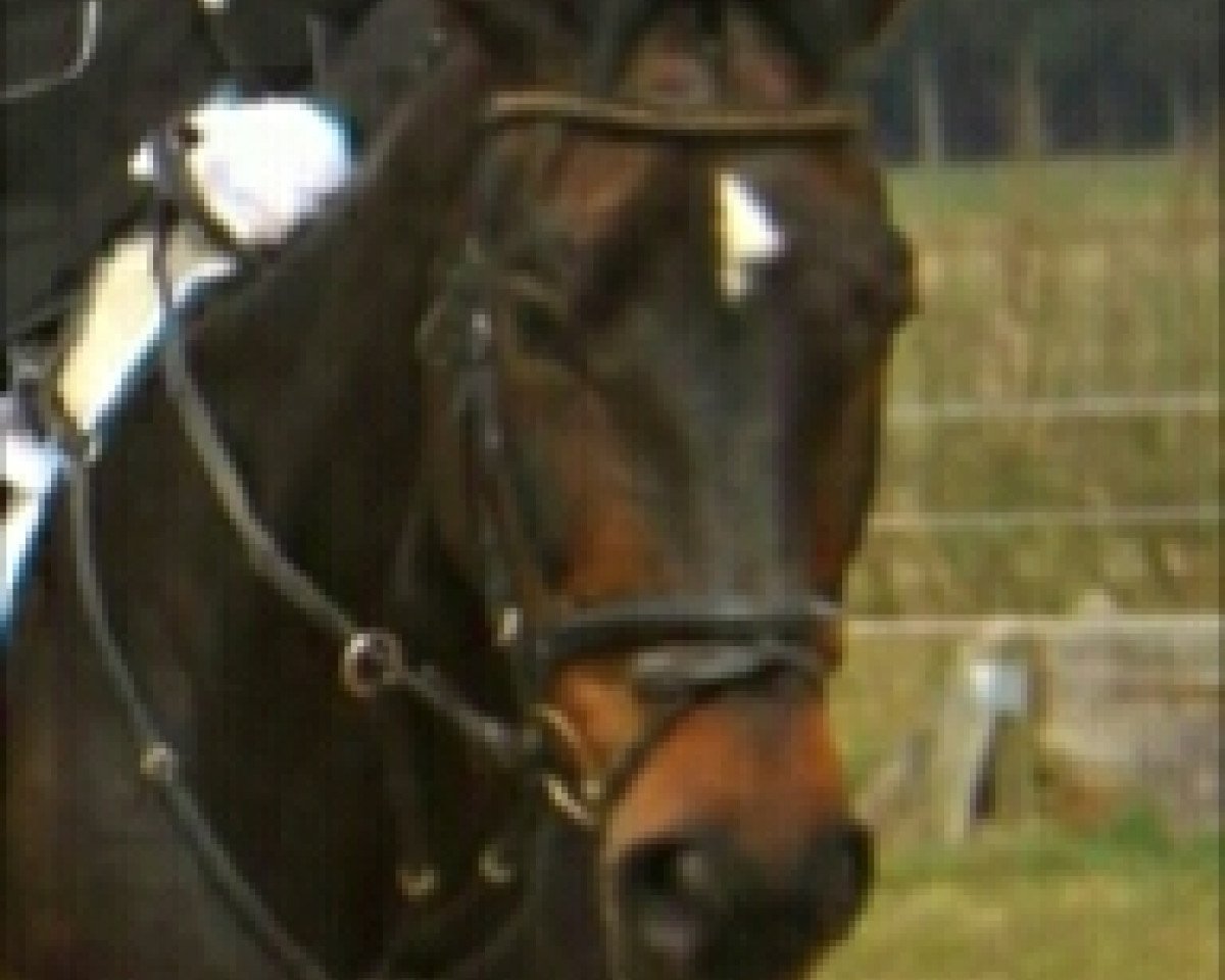 jumper Desiree 437 (Württemberger, 1997, from De Niros)