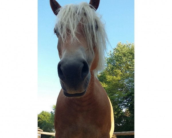 Pferd Dolores (3,91% ox) (Edelbluthaflinger, 2008, von Andiamo)