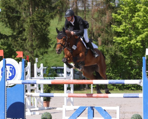 jumper Zarafina (Oldenburg, 2011, from Zacharov Tn)