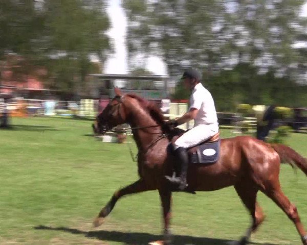 Reitturnier Hille 2019