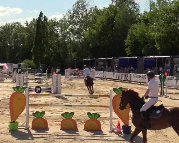 Reitturnier Hellefeld 2019