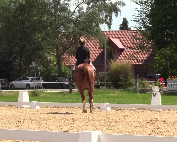 Reitturnier Hille 2019