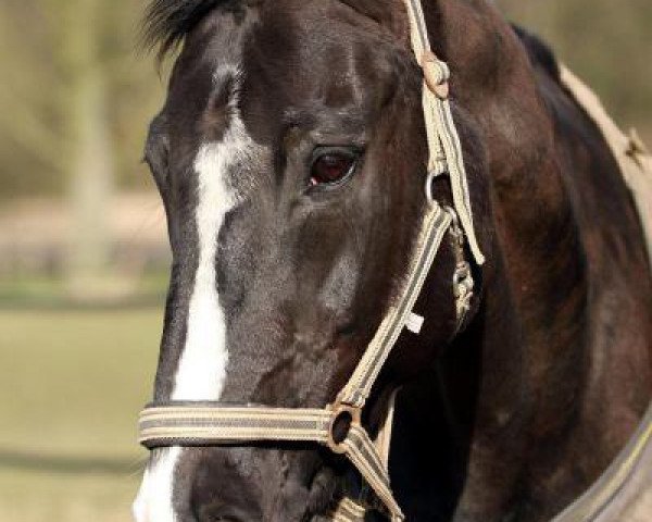 horse Lagune 82 (Brandenburg, 1988, from Gotland 2734)
