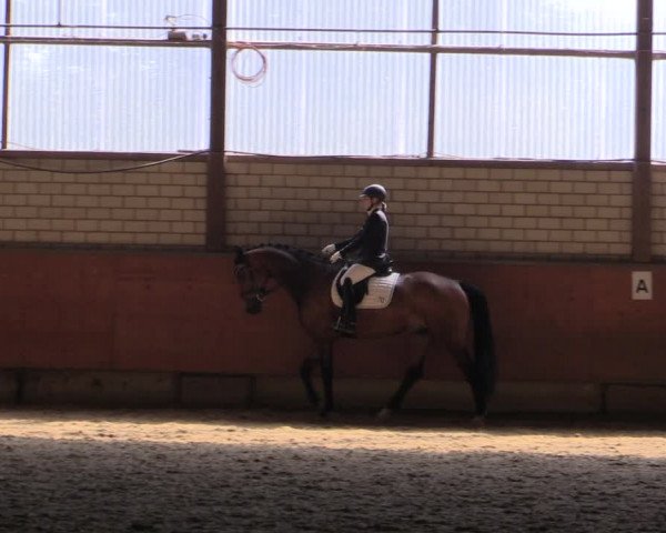 Reitturnier Hellefeld 2019