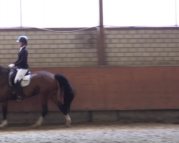 Reitturnier Hellefeld 2019