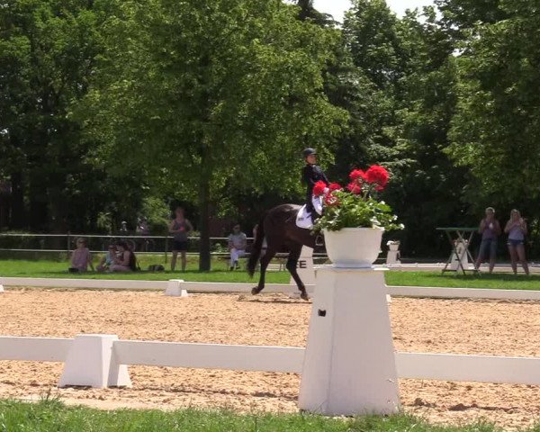 Reitturnier Hille 2019