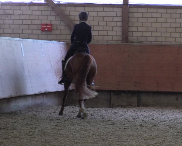 Reitturnier Hellefeld 2019
