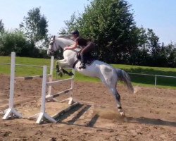 broodmare Coriana 29 (Holsteiner, 2004, from Carano)