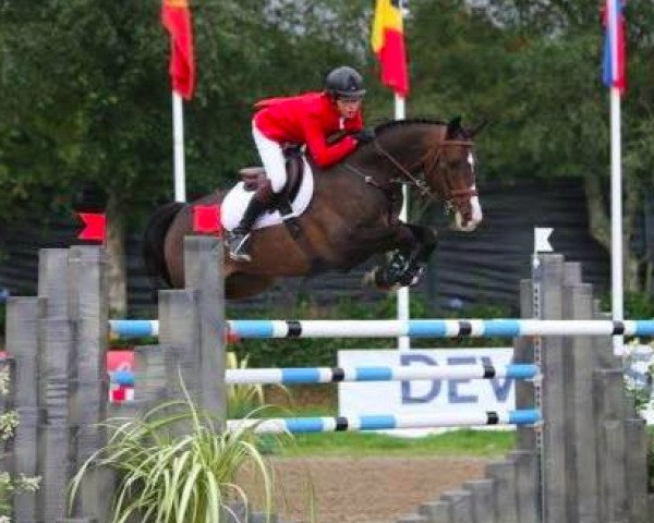 Springpferd Zazou HBC (KWPN (Niederländisches Warmblut), 2004, von Cantos)