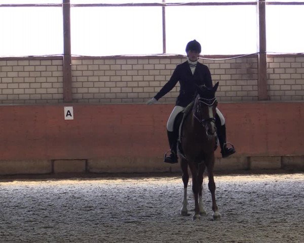 Reitturnier Hellefeld 2019