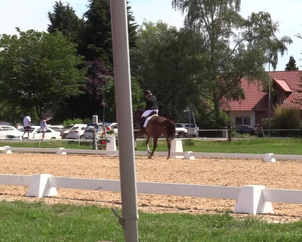 Reitturnier Hille 2019
