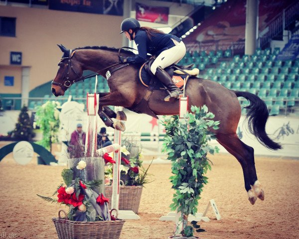 Springpferd Quentino 34 (Oldenburger, 2011, von Quintender 2)