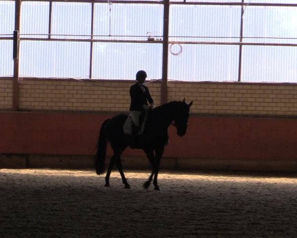 Reitturnier Hellefeld 2019