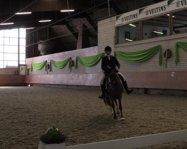 Reitturnier Hellefeld 2019