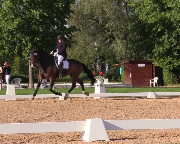 Reitturnier Hille 2019