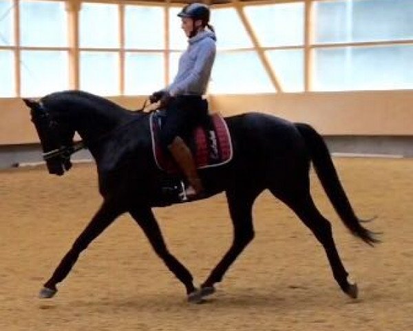 broodmare Incella (Oldenburg, 2007, from Incello) broodmare Incella (Oldenburg, 2007, from Incello)