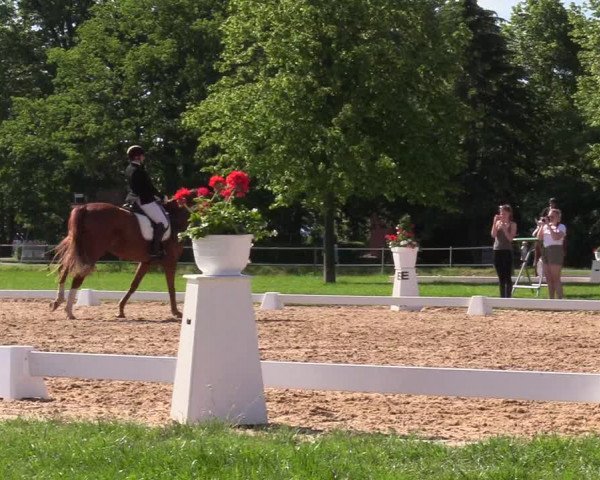 Reitturnier Hille 2019