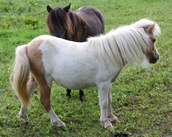 Pferd Kaedra von Paho (Shetland Pony, 2015, von Kimba)