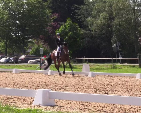 Reitturnier Hille 2019