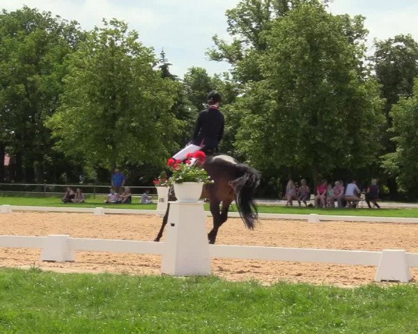 Reitturnier Hille 2019