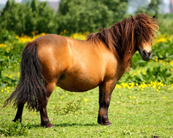 Zuchtstute Kira von Paho (Shetland Pony, 2005, von Kimba)
