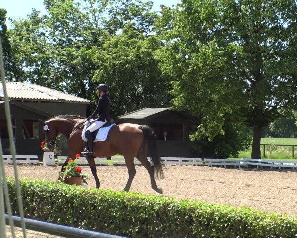 Reitturnier Hamm-Rhynern 2019