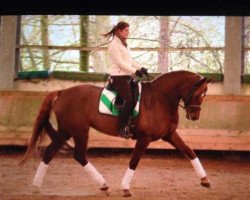Dressurpferd Diamond's Ruby (Oldenburger, 2008, von Kaiser Karl)