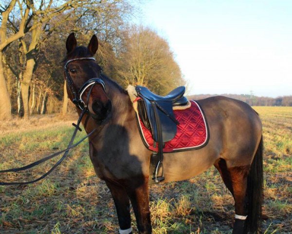 broodmare Marna 2 (Hanoverian, 2001, from Markus Deak xx) broodmare Marna 2 (Hanoverian, 2001, from Markus Deak xx)