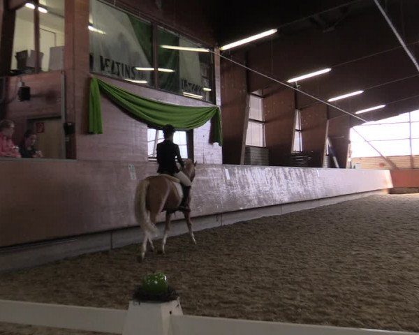 Reitturnier Hellefeld 2019