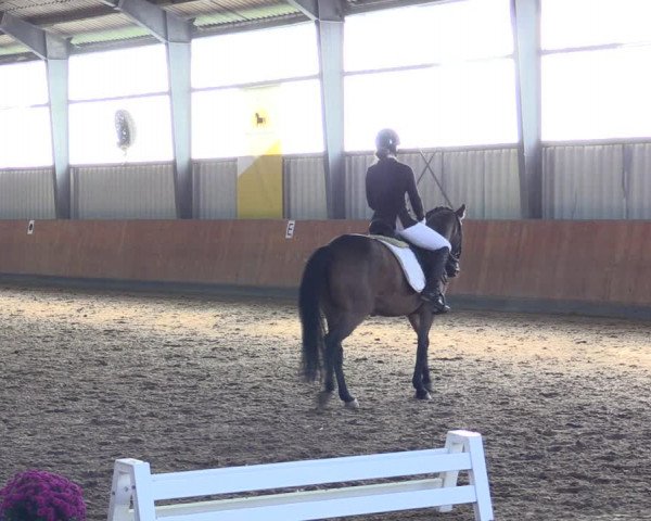 Reitturnier Frechen-Grefrath - Sonnenhof 2021